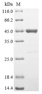 Greater than 90% as determined by SDS-PAGE.Recombinant Mouse Adipocyte Plasma Membrane-Associated Protein (APMAP) Protein (His&Myc)