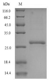 Greater than 90% as determined by SDS-PAGE.