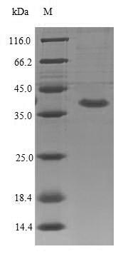 Greater than 90% as determined by SDS-PAGE.