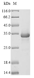 Greater than 90% as determined by SDS-PAGE.Recombinant Mouse Complement C1Q Tumor Necrosis Factor-Related Protein 3 (C1QTNF3) Protein (His&Myc)