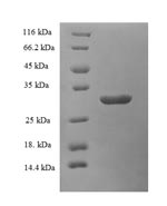 Greater than 90% as determined by SDS-PAGE.