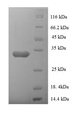 Greater than 90% as determined by SDS-PAGE.