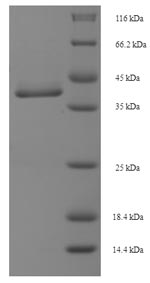 Greater than 90% as determined by SDS-PAGE.Recombinant Human Protein Mis12 Homolog (MIS12) Protein (His-SUMO)