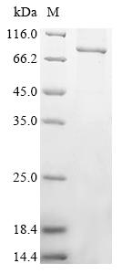Greater than 90% as determined by SDS-PAGE.Recombinant Human Protein Mono-Adp-Ribosyltransferase Parp12 (PARP12) Protein (His&Myc)
