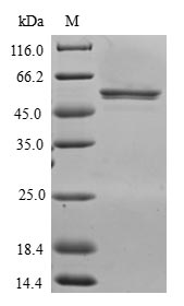 Greater than 90% as determined by SDS-PAGE.Recombinant Human Cxxc-Type Zinc Finger Protein 4 (CXXC4) Protein (GST)