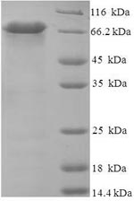 Greater than 90% as determined by SDS-PAGE.