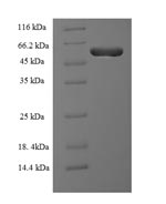 Greater than 90% as determined by SDS-PAGE.