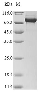 Greater than 90% as determined by SDS-PAGE.