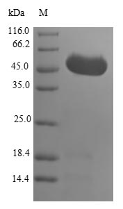 Greater than 90% as determined by SDS-PAGE.Recombinant Human Grpe Protein Homolog 1, Mitochondrial (GRPEL1) Protein (GST)