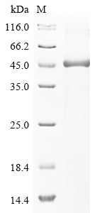 Greater than 85% as determined by SDS-PAGE.Recombinant Human E3 Ubiquitin-Protein Ligase Smurf1 (SMURF1) Protein (His-GST)