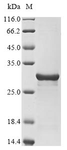 Greater than 85% as determined by SDS-PAGE.