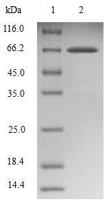 Greater than 90% as determined by SDS-PAGE.Recombinant Human Endophilin-B1 (SH3GLB1) Protein (GST)
