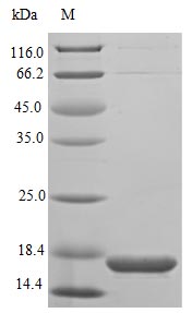 Greater than 85% as determined by SDS-PAGE.Recombinant Mouse Endothelin-Converting Enzyme-Like 1 (ECEL1) Protein (His&Myc)