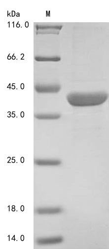 Greater than 85% as determined by SDS-PAGE.Recombinant Arabidopsis Thaliana Beta-Amylase 1, Chloroplastic (BAM1) Protein (His&Myc)