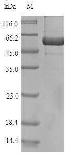 Greater than 90% as determined by SDS-PAGE.Recombinant Arabidopsis Thaliana Arabidopsis Thaliana (AUR1) Protein (His-SUMO&Myc)
