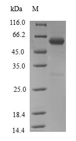 Greater than 90% as determined by SDS-PAGE.Recombinant Human Trna N6-Adenosine Threonylcarbamoyltransferase (OSGEP) Protein (GST)