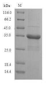 Greater than 90% as determined by SDS-PAGE.