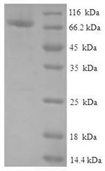 Greater than 90% as determined by SDS-PAGE.