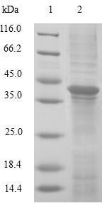 Greater than 90% as determined by SDS-PAGE.Recombinant Human Glutaredoxin-2, Mitochondrial (GLRX2) Protein (GST)