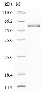 Greater than 90% as determined by SDS-PAGE.Recombinant Human Adenosine Deaminase Cecr1 (CECR1) Protein (His-GST&Myc)