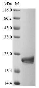 Greater than 90% as determined by SDS-PAGE.