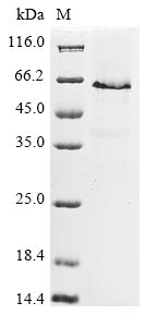 Greater than 85% as determined by SDS-PAGE.Recombinant Mouse Long-Chain-Fatty-Acid--Coa Ligase 4 (ACSL4) Protein (His)