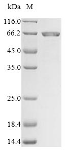 Greater than 85% as determined by SDS-PAGE.Recombinant Mouse Matrix Metalloproteinase-24 (MMP24) Protein (His&Myc)