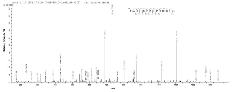 Based on the SEQUEST from database of E.coli host and target protein, the LC-MS/MS Analysis result of this product could indicate that this peptide derived from E.coli-expressed Mus musculus (Mouse) Htra1.Recombinant Mouse Serine Protease Htra1 (HTRA1) Protein (His)