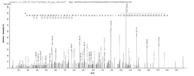 Based on the SEQUEST from database of E.coli host and target protein, the LC-MS/MS Analysis result of this product could indicate that this peptide derived from E.coli-expressed Mus musculus (Mouse) Htra1.Recombinant Mouse Serine Protease Htra1 (HTRA1) Protein (His)