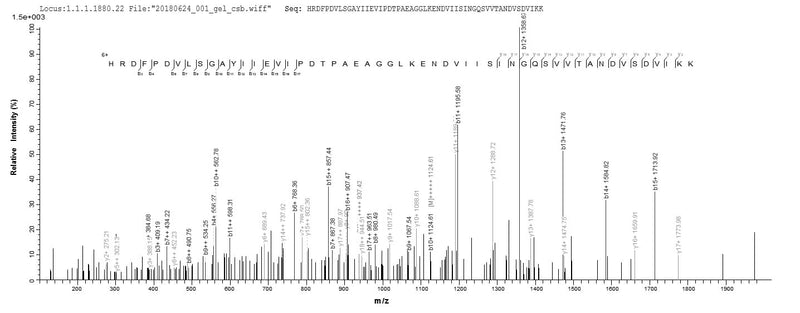 Based on the SEQUEST from database of E.coli host and target protein, the LC-MS/MS Analysis result of this product could indicate that this peptide derived from E.coli-expressed Mus musculus (Mouse) Htra1.Recombinant Mouse Serine Protease Htra1 (HTRA1) Protein (His)