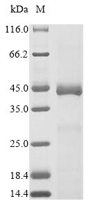 Greater than 85% as determined by SDS-PAGE.Recombinant Mouse Serine Protease Htra1 (HTRA1) Protein (His)