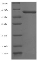 Greater than 90% as determined by SDS-PAGE.