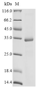 Greater than 85% as determined by SDS-PAGE.Recombinant Arabidopsis Thaliana Expansin-B1 (EXPB1) Protein (His)