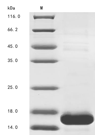 Greater than 85% as determined by SDS-PAGE.Recombinant Arabidopsis Thaliana Epidermal Patterning Factor-Like Protein 9 (EPFL9) Protein (His)