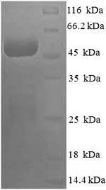Greater than 90% as determined by SDS-PAGE.
