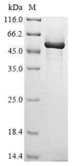 Greater than 90% as determined by SDS-PAGE.Recombinant Human Phosphatidylserine Decarboxylase Proenzyme, Mitochondrial (PISD) Protein (His-SUMO)