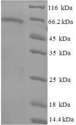 Greater than 90% as determined by SDS-PAGE.