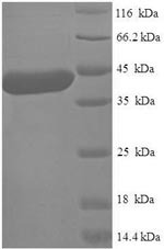 Greater than 90% as determined by SDS-PAGE.