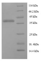 Greater than 90% as determined by SDS-PAGE.
