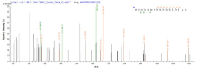 Based on the SEQUEST from database of E.coli host and target protein, the LC-MS/MS Analysis result of this product could indicate that this peptide derived from E.coli-expressed Homo sapiens (Human) IFIH1.Recombinant Human Interferon-Induced Helicase C Domain-Containing Protein 1 (IFIH1) Protein (His)