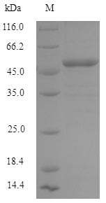 Greater than 90% as determined by SDS-PAGE.Recombinant Human Interferon-Induced Helicase C Domain-Containing Protein 1 (IFIH1) Protein (His)