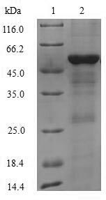 Greater than 90% as determined by SDS-PAGE.Recombinant Human Interferon-Induced Helicase C Domain-Containing Protein 1 (IFIH1) Protein (His-SUMO)