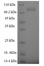 Greater than 90% as determined by SDS-PAGE.