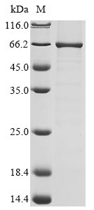 Greater than 85% as determined by SDS-PAGE.