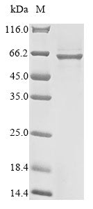 Greater than 85% as determined by SDS-PAGE.