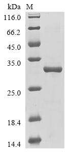 Greater than 85% as determined by SDS-PAGE.Recombinant Mouse Fin Bud Initiation Factor Homolog (FIBIN) Protein (His&Myc)