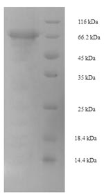 Greater than 90% as determined by SDS-PAGE.Recombinant Mouse Pancreatic Secretory Granule Membrane Major Glycoprotein Gp2 (GP2) Protein (His-SUMO)
