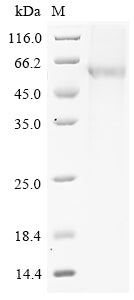Greater than 85% as determined by SDS-PAGE.Recombinant Mouse Pancreatic Secretory Granule Membrane Major Glycoprotein Gp2 (GP2) Protein (His)