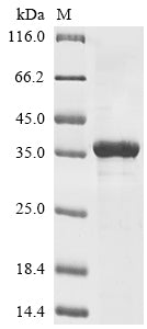 Greater than 85% as determined by SDS-PAGE.Recombinant Mouse Brain-Specific Serine Protease 4 (PRSS22) Protein (His)