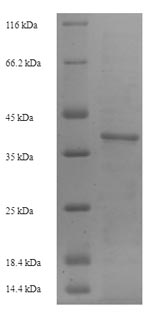 Greater than 90% as determined by SDS-PAGE.Recombinant Mouse Intercellular Adhesion Molecule 4 (ICAM4) Protein (His-SUMO)